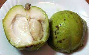 Sapote Branco (Casimiroa edulis)
