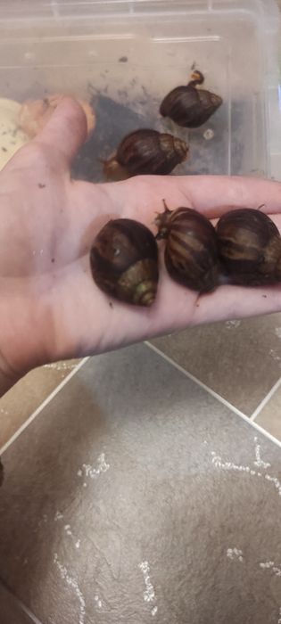 Продам улиток Ахатин Имакулят