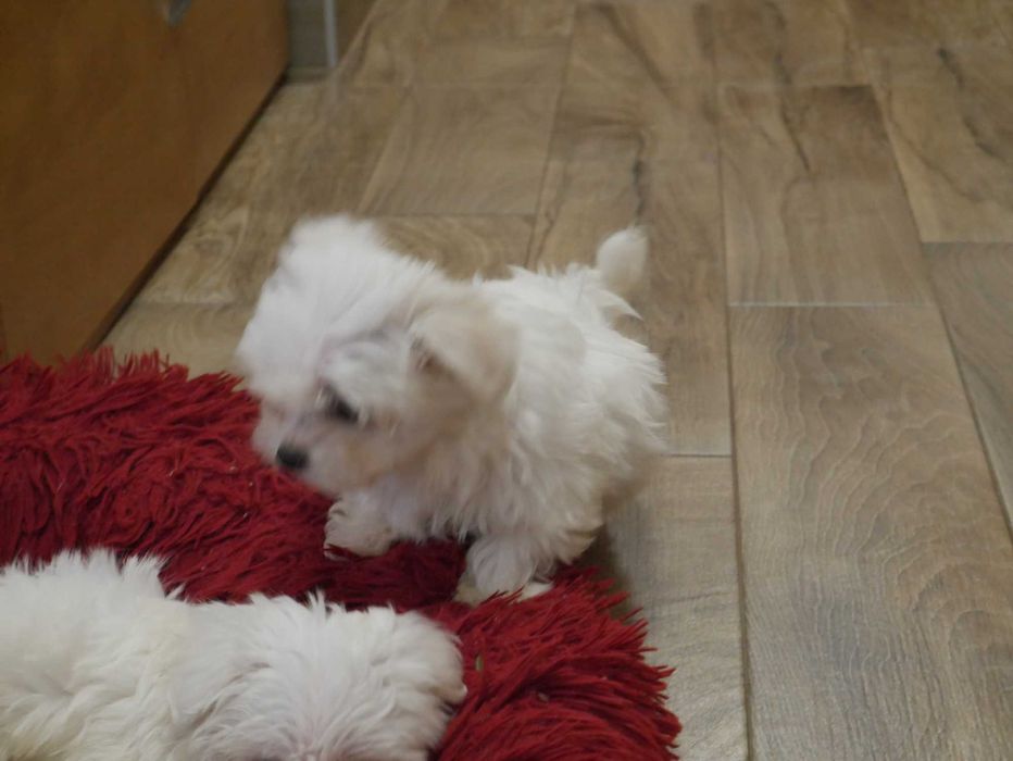 Maltańczyk - Mini chłopak