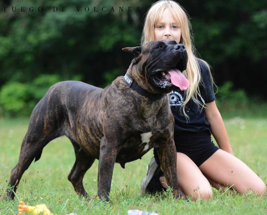 Presa/dogo canario/ dog kanaryjski  ZkwP FCI