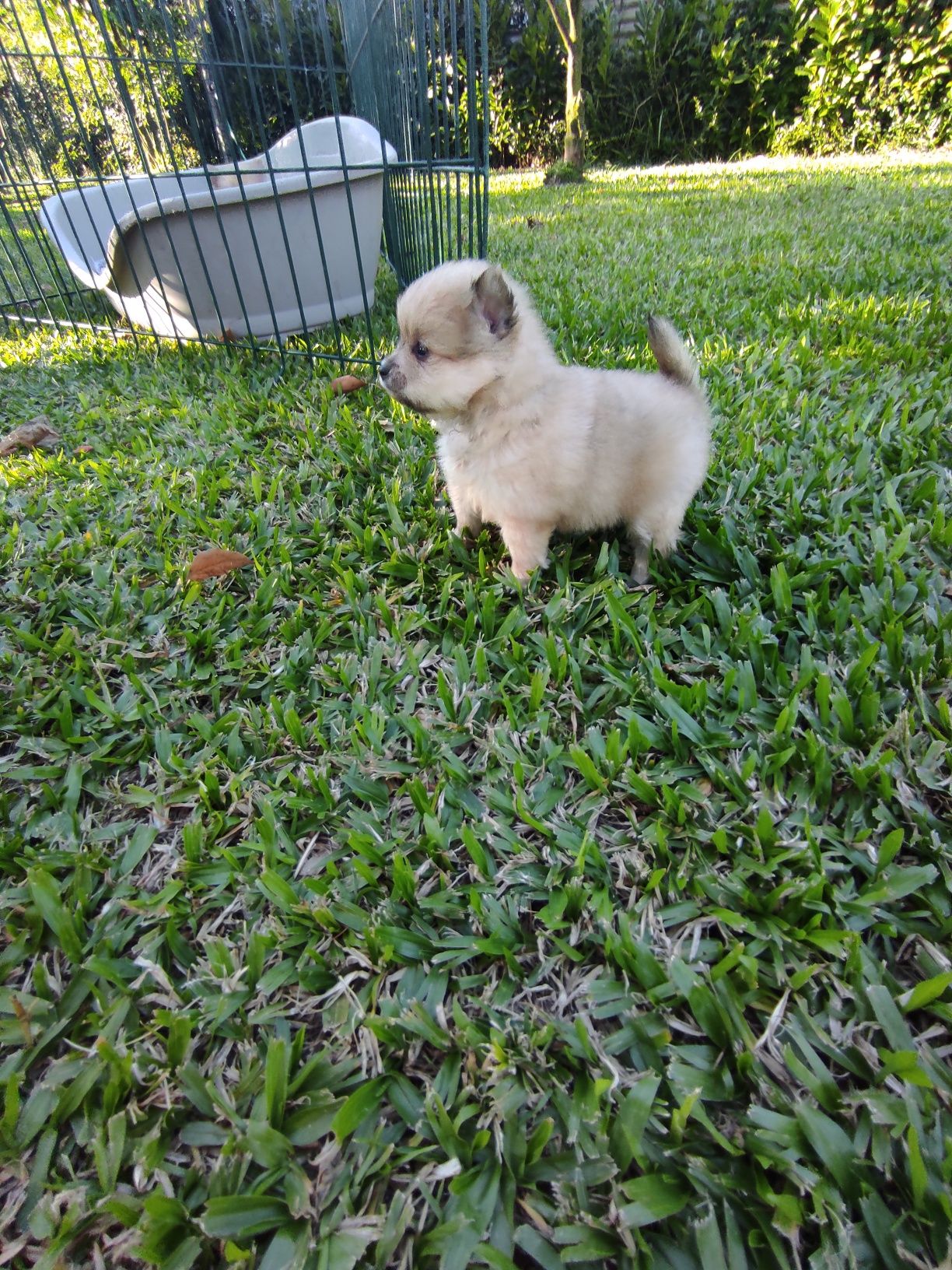 Fantástico Spitz anão com Lop.