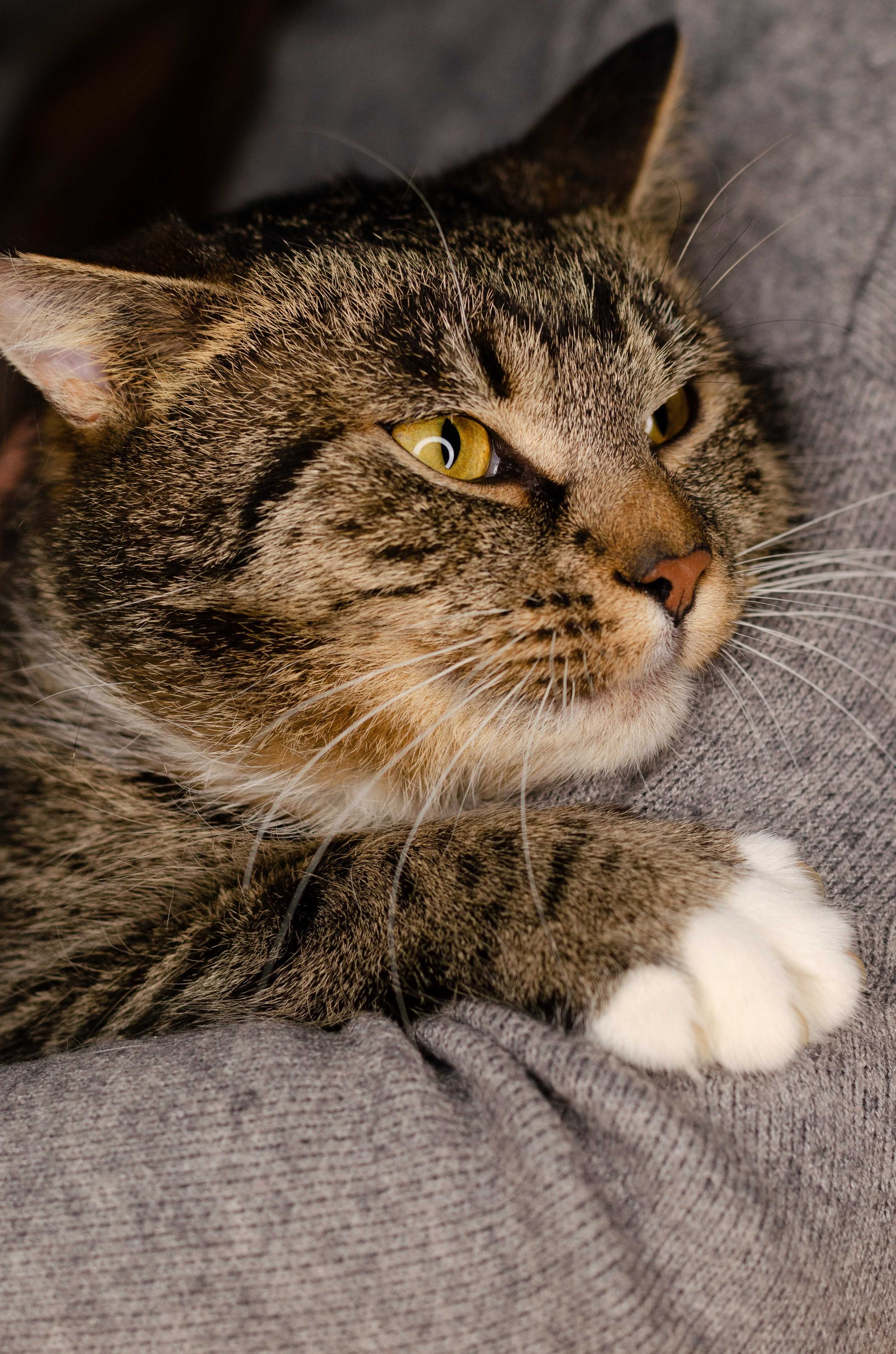 MALWINKA kotka do adopcji