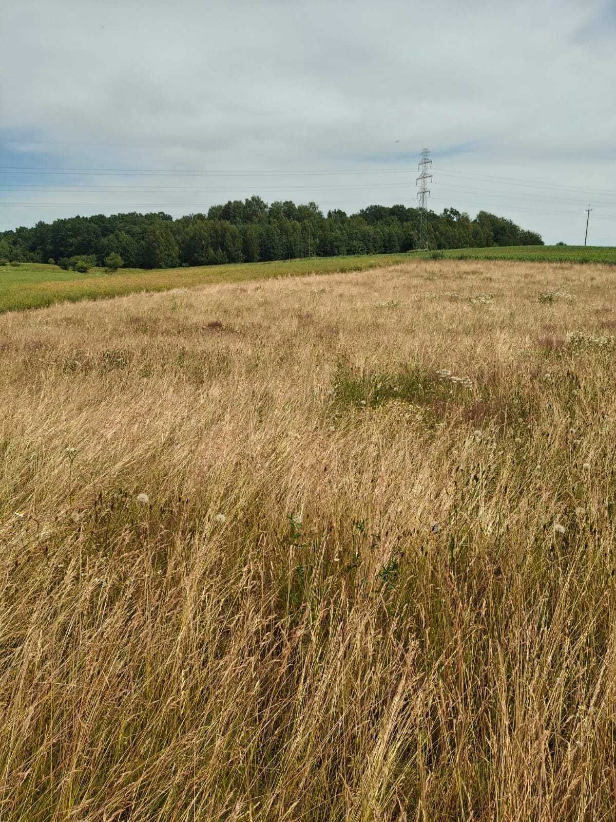 Działka Kalskie Nowiny 72/14 pow. 0,2798ha