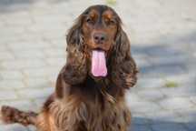 cocker spaniel angielski suczka 39-miesięczna