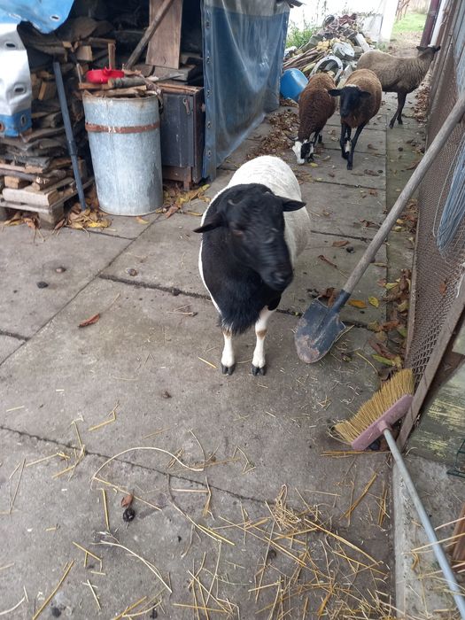 Продається баран дорпер.