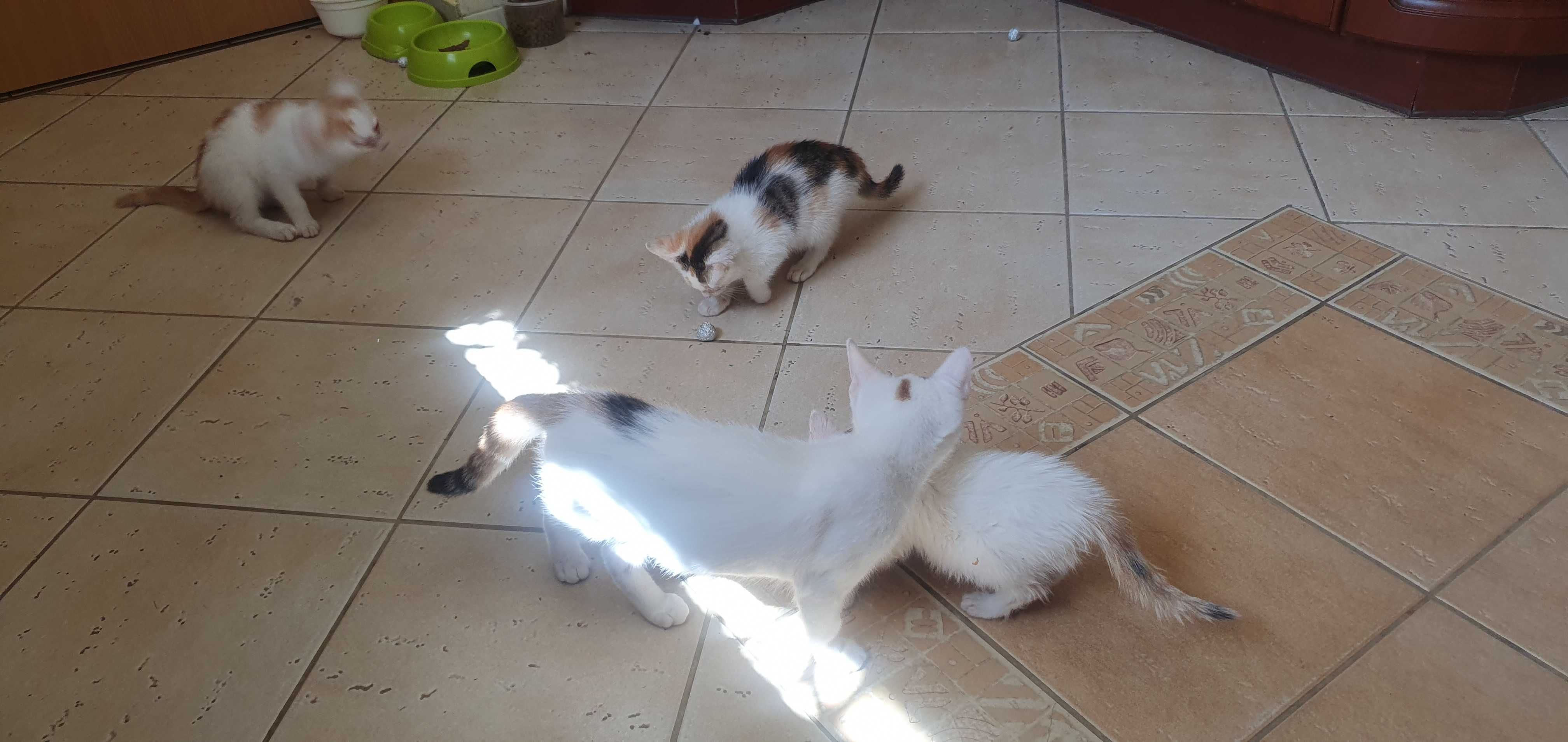 Kotki zadbane białe do adopcji