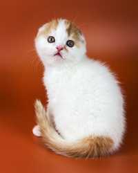 Короткошерстный очаровательный  котенок.