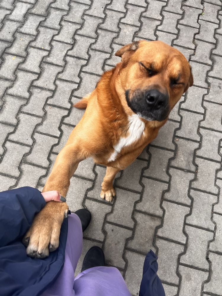 Pies w typie Berneńskiego Psa Pasterskiego
