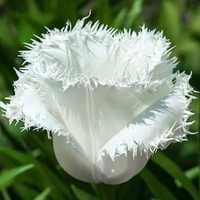 Тюльпан бардюрний білий