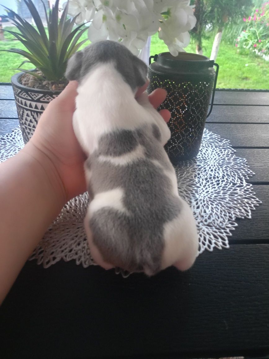 Buldog francuski