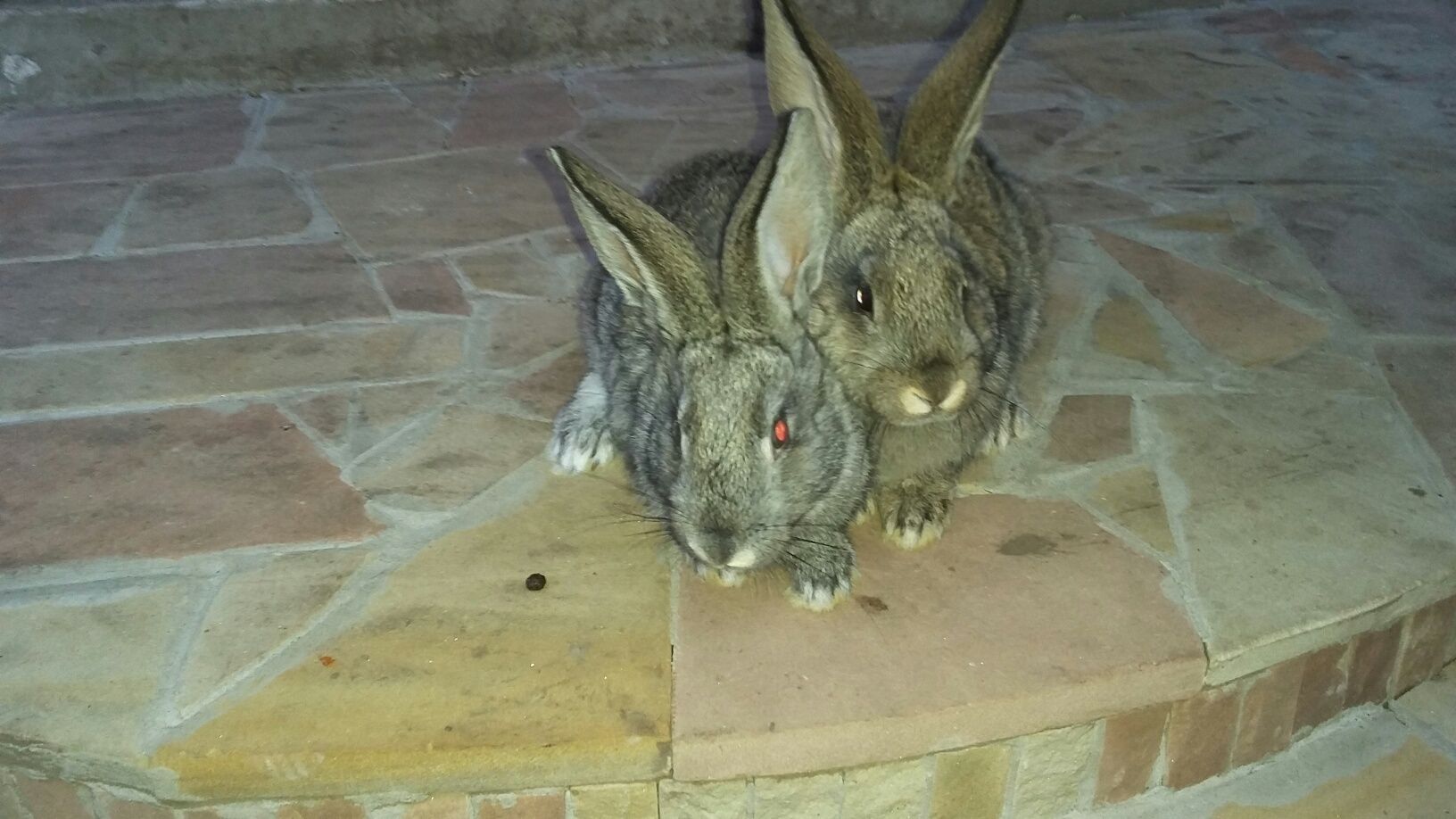 Продам пару кроликів