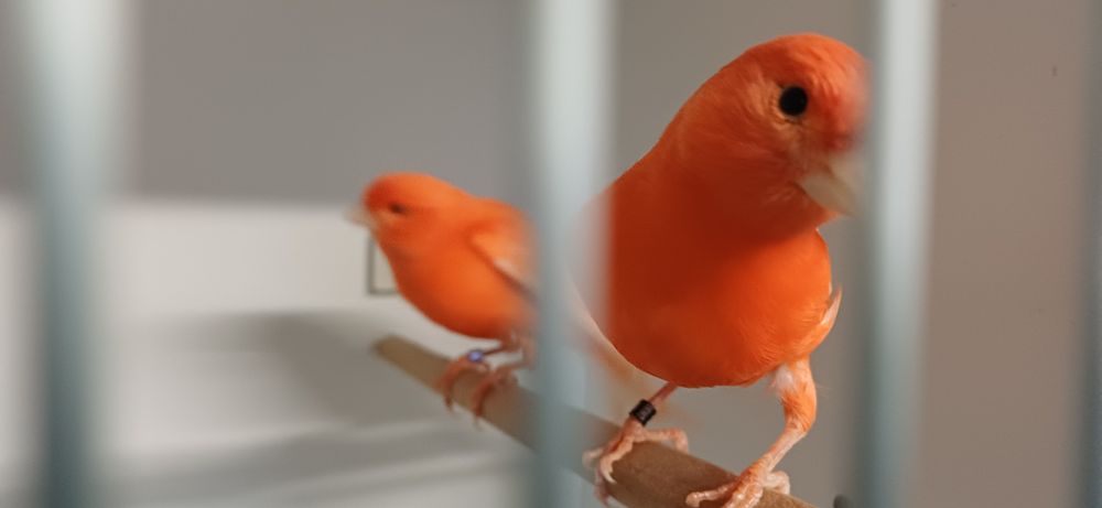 Vermelho intensivo e nevado