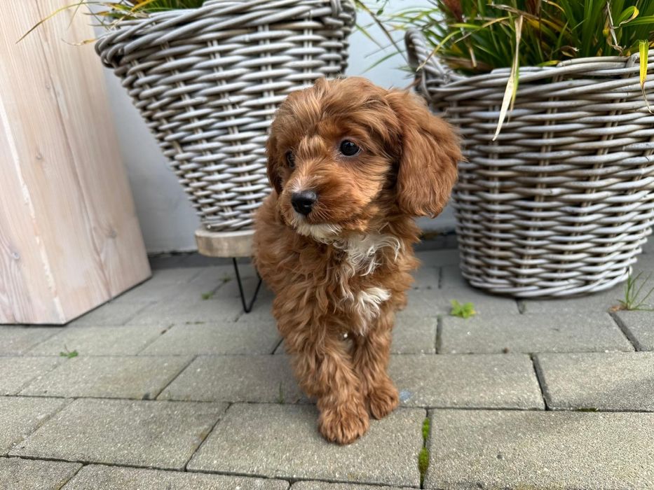 cavapoo szczeniak