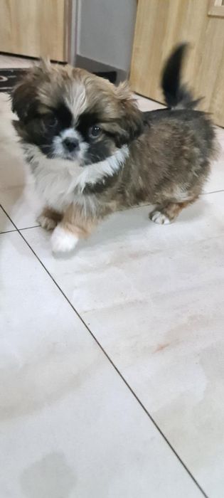 Pekińczyk szczeniak