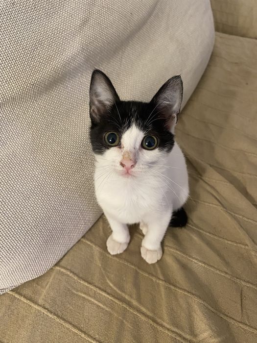 Gatinha bebe para adocao