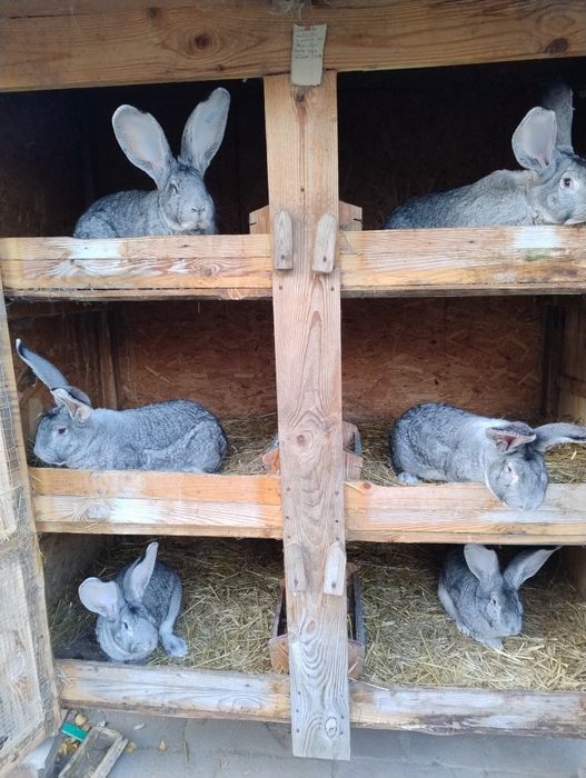 Olbrzym Belgijski Szynszylowy