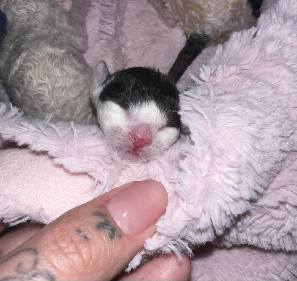 Cornish rex kocurek piekny wyjatek oczy- Kiwi gotowy  do odbioru