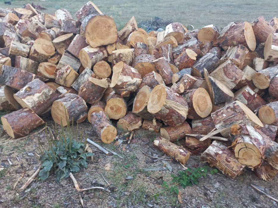 Drewno opałowe  sosna