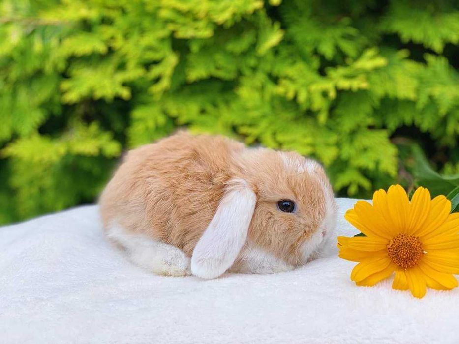 Mini coelhos anões hôlandes ,teddy, desparasitados e vacinados