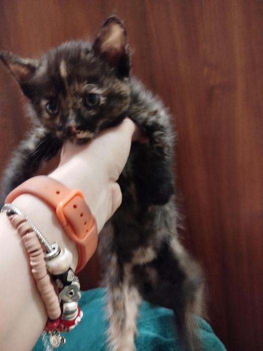 Kotki do oddania za darmo - ZAREZERWOWANE