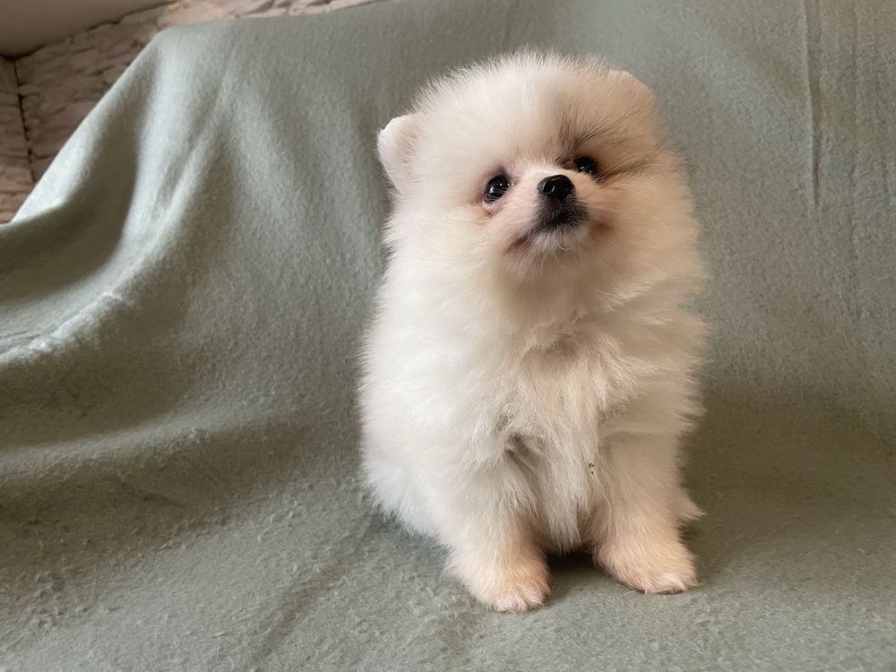 Pomeranianki suczka mini mini