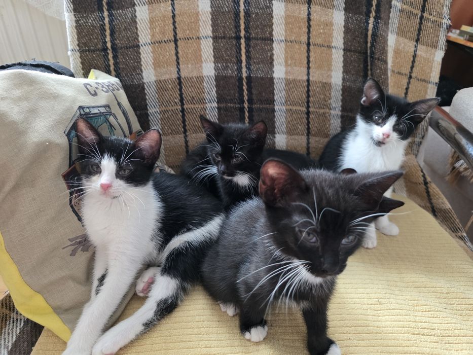 Oddam kotki w dobre ręce