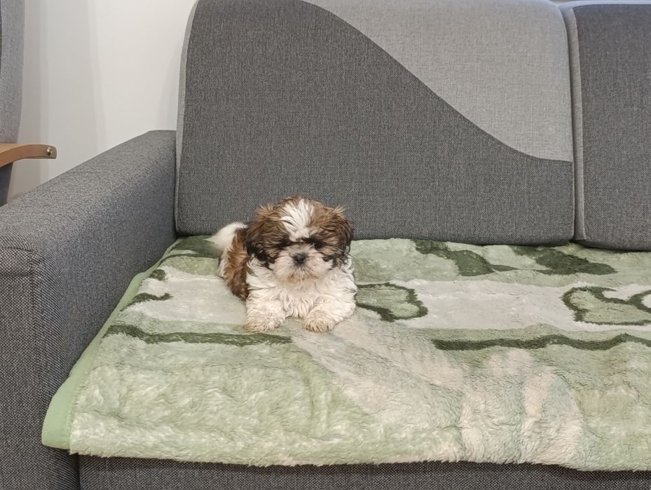 Szczeniak Shih tzu tricolor do odbioru