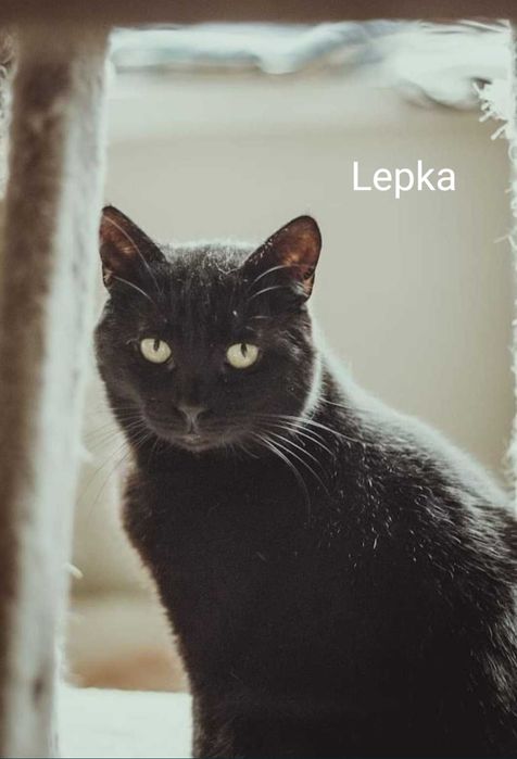 Przytulaśne koty czekają na kochające domy