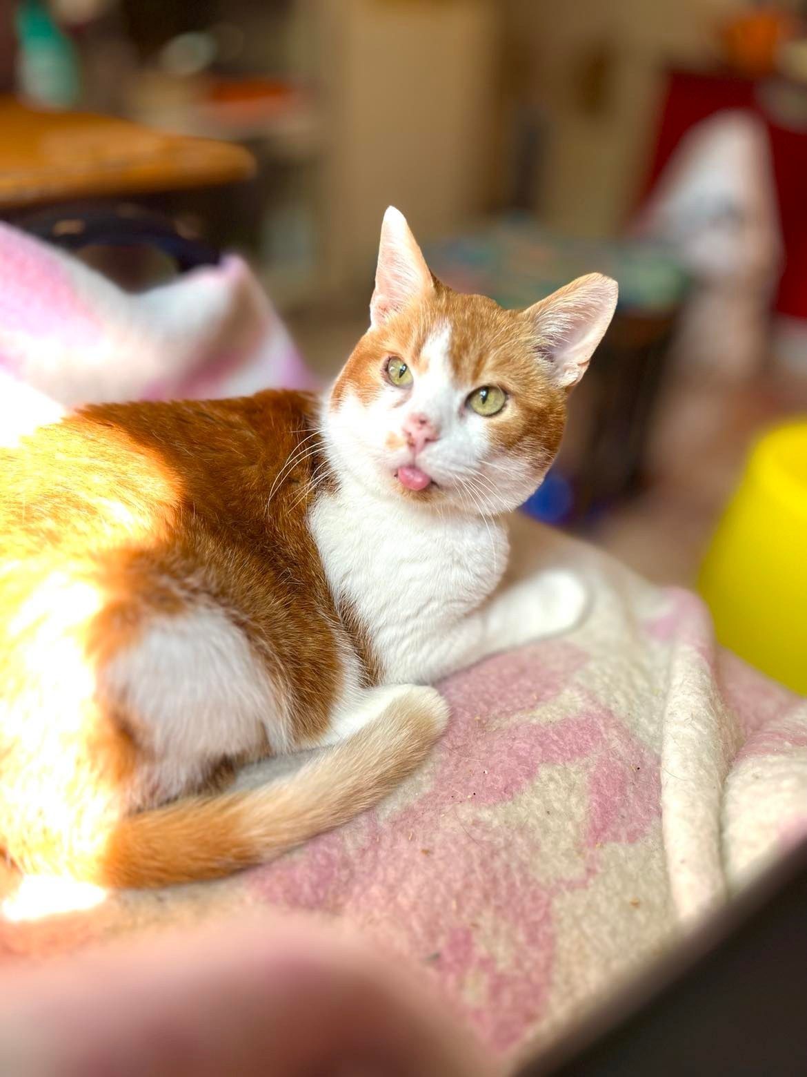 Kefir kot w potrzebie do pilnej adopcji