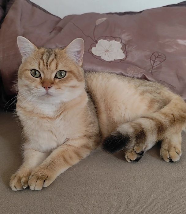 Золота шиншила прямовухі висловухі кошенята хлопчик дівчинка