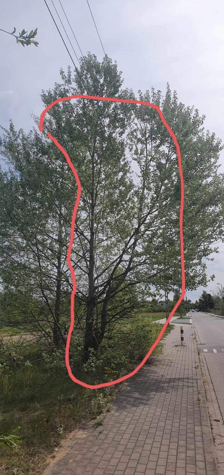 Wycinka drzew, rębak, wywóz, frezowanie pni