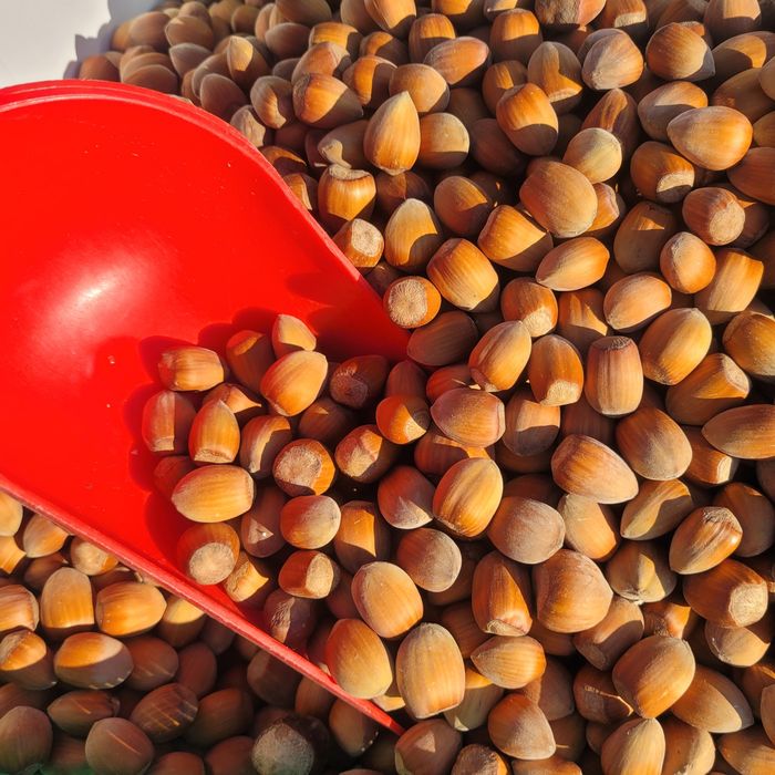 Orzechy podłużne laskowe 10kg SUPER JAKOŚĆ