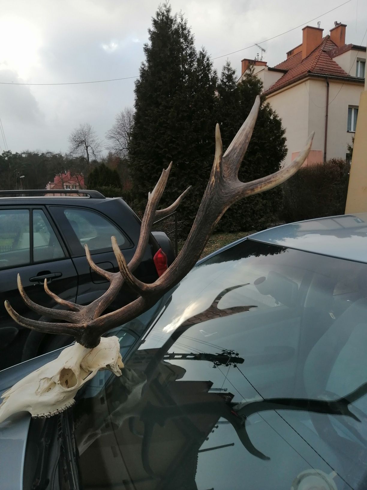 Poroże jelenia z czaszką