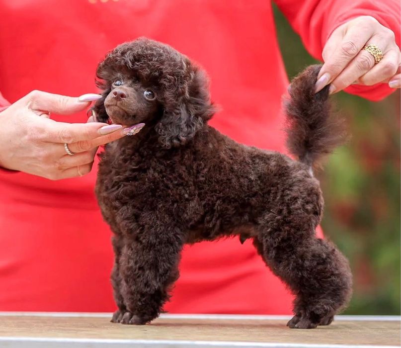 brązowy pudel fci 7m