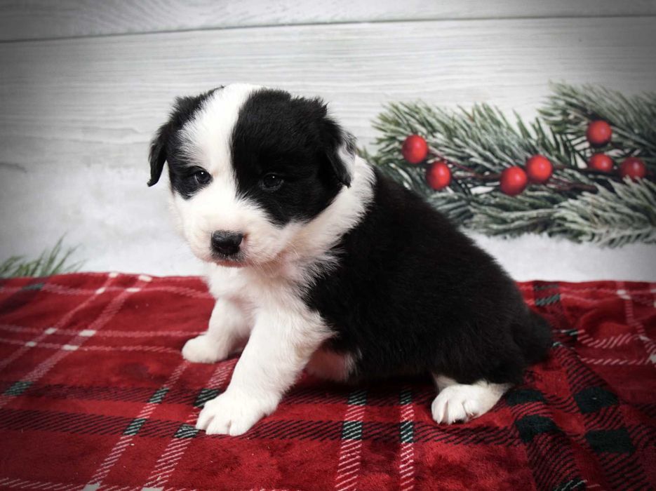 Border collie piesek czarno biały gotowy do odbioru