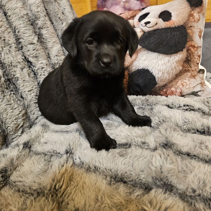Labrador retriever Idealnej budowy Piękny czarnulek Rodowód FCI