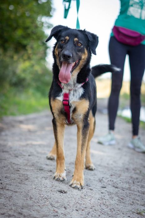 Antek czeka na dom w Schronisku Nadzieja w Napierkach