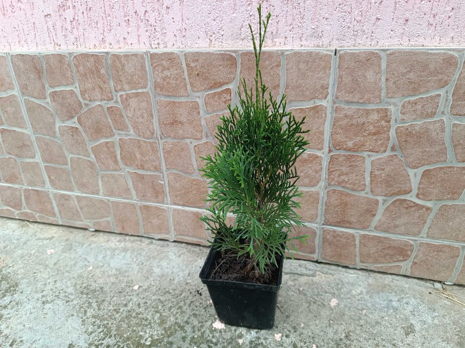 Туя Смарагд (Smaragd) в контейнере 1.5 литра