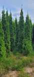Tuja Smaragd 200-270 cm tuje 190 thuja szmaragd brabant nowa sól