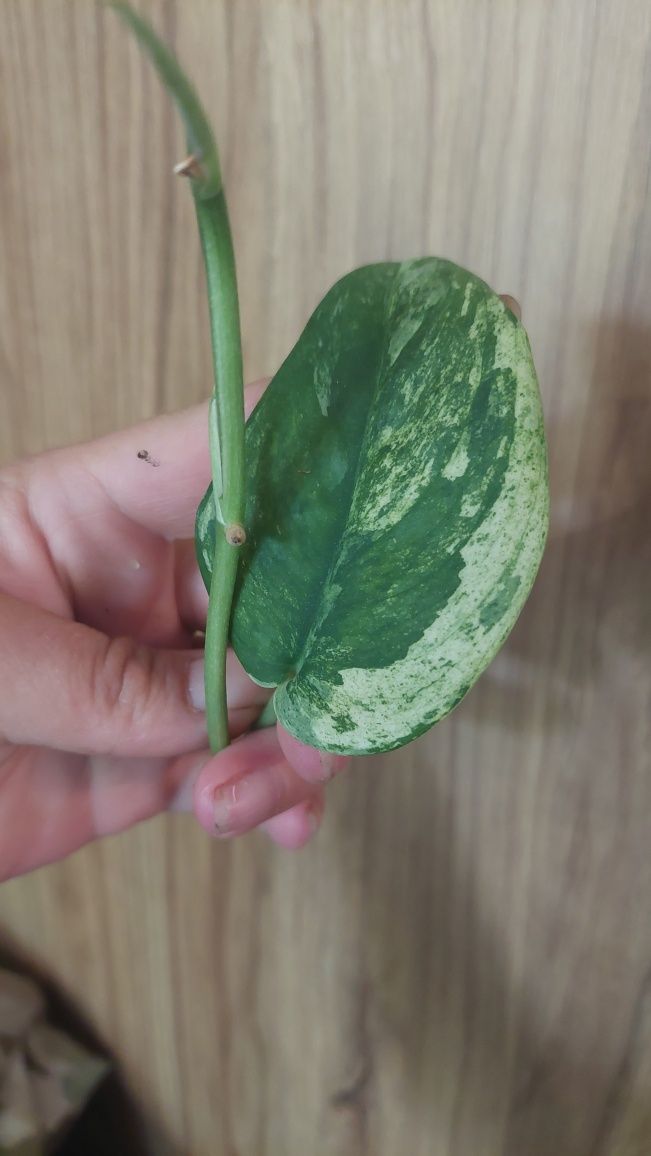Scindapsus Jade Satin Marble - szczyt