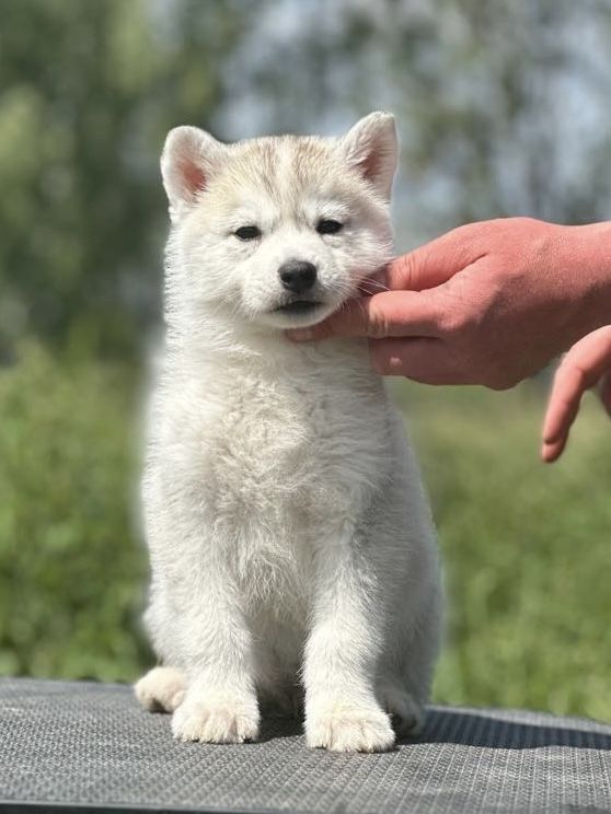 Siberian Husky Zkwp Fci