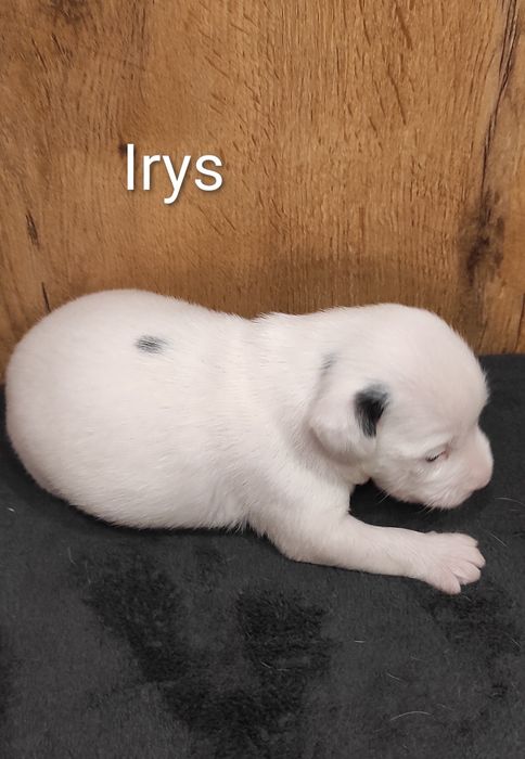 Parson Russell Terrier