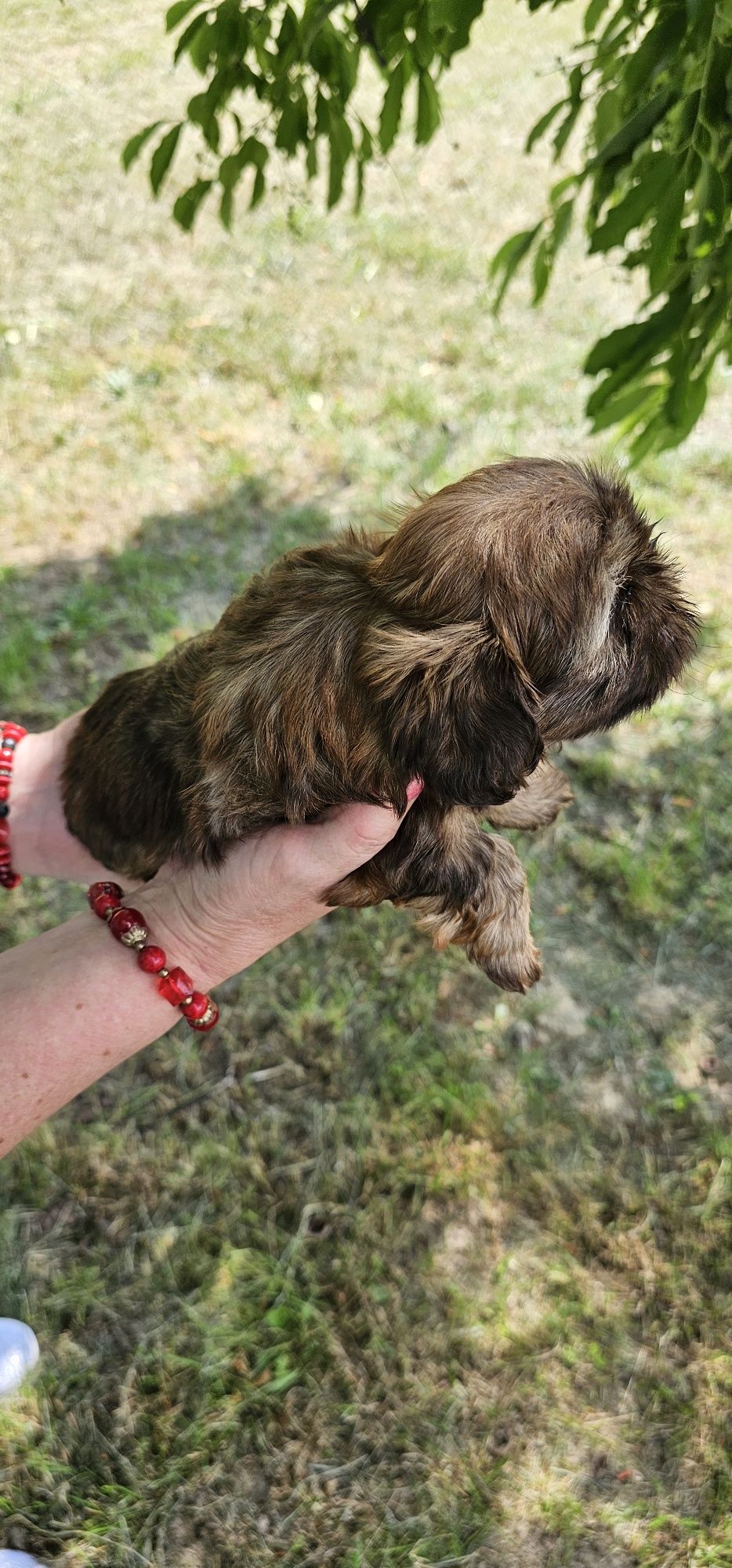 Shih tzu czekoladowa gotowa do odbioru