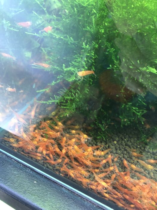 Akwarium 50l z krewetkami Caridina Bloodshot