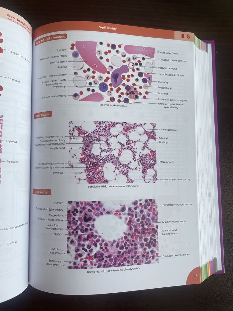 Histologia Memorix