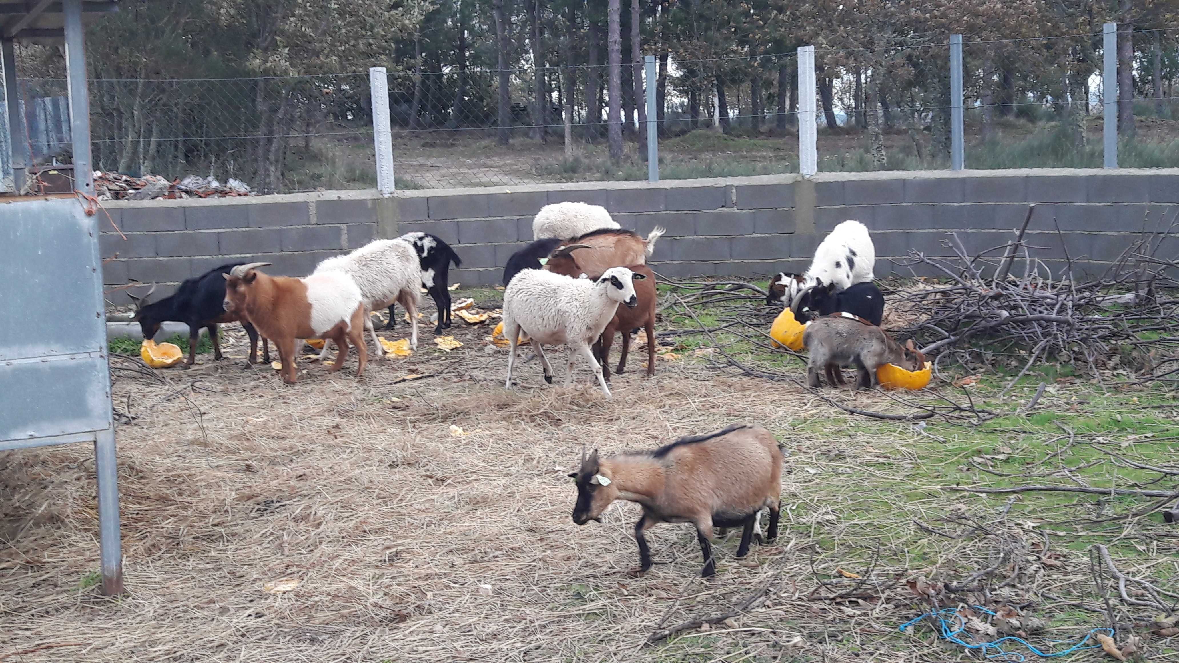 Troco/Vendo cabras de varias raças