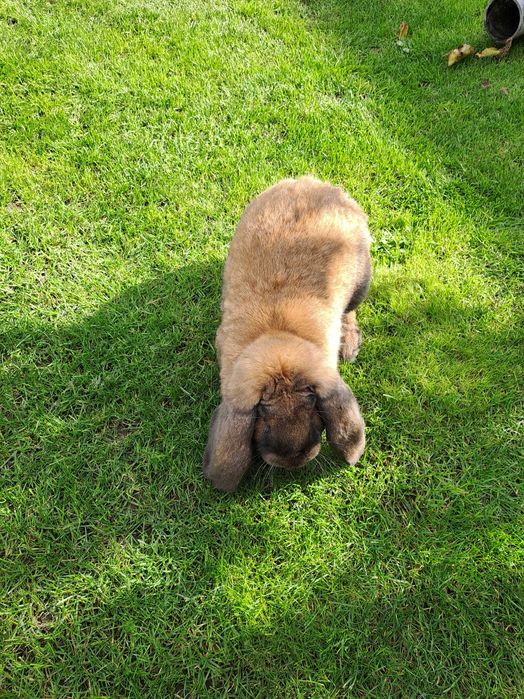 Sprzedam  barany francuskie