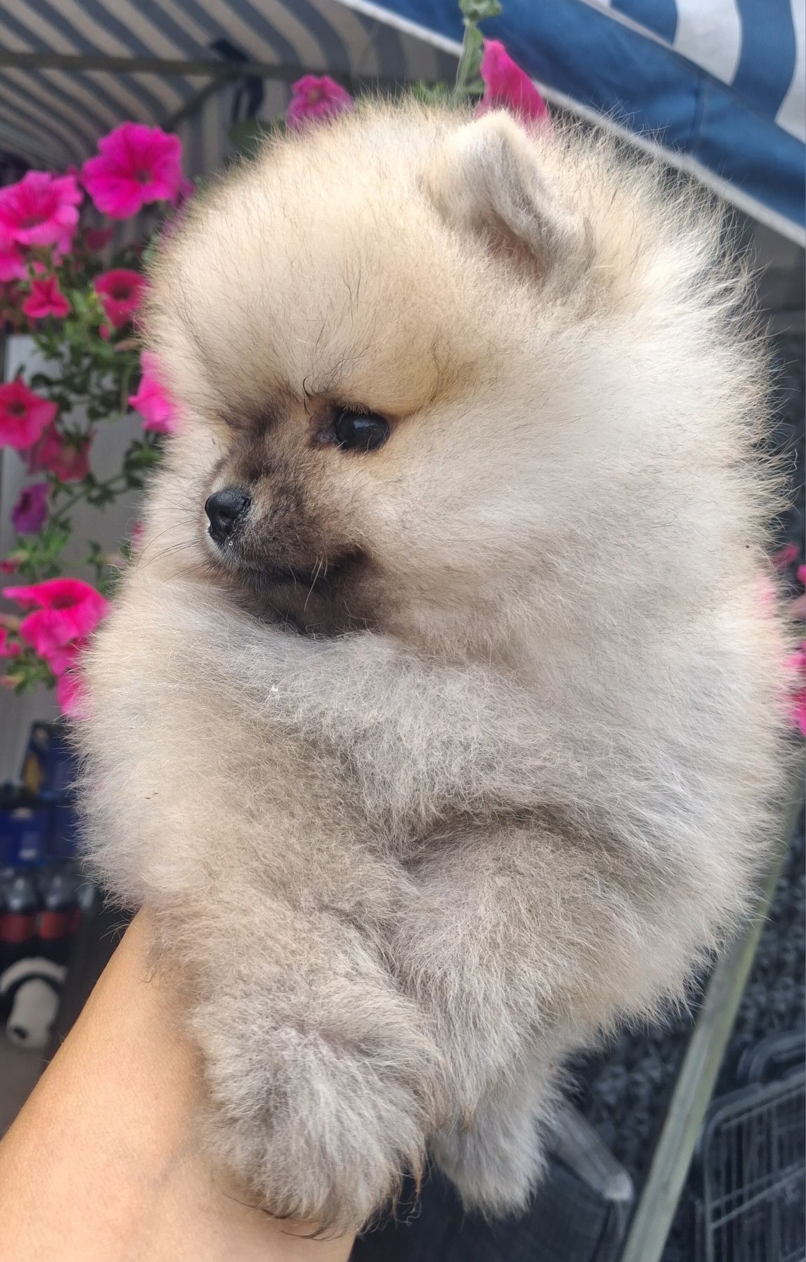 Szpic miniaturowy pomeranian
