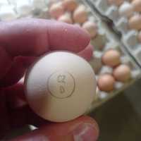 Бройлер РОСС 708 инкубационное яйцо