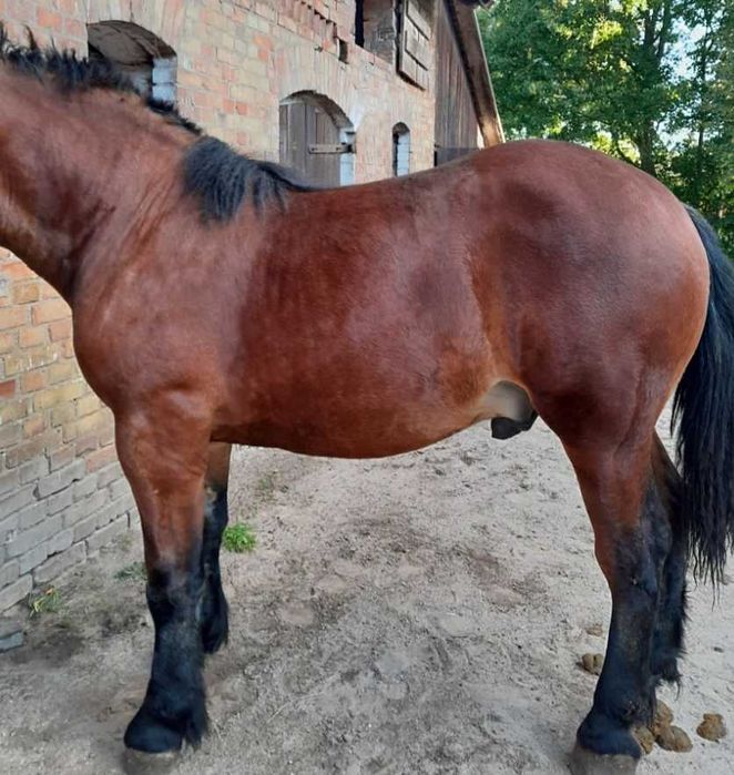 Sprzedam pięknego ogiera